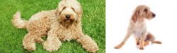 Labradoodle vs Basset Fauve de Bretagne - Breed Comparison