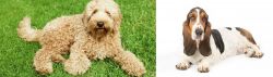 Labradoodle vs Basset Hound - Breed Comparison