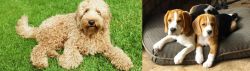 Labradoodle vs Beagle - Breed Comparison