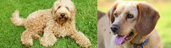 Labradoodle vs Beago - Breed Comparison