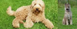 Labradoodle vs Belgian Shepherd Dog (Laekenois) - Breed Comparison