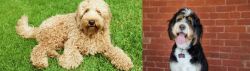 Labradoodle vs Bernedoodle - Breed Comparison