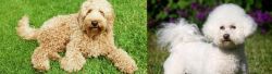 Labradoodle vs Bichon Frise - Breed Comparison