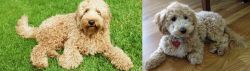 Labradoodle vs Bichonpoo - Breed Comparison