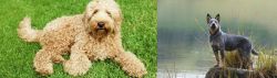 Labradoodle vs Blue Healer - Breed Comparison