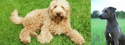 Labradoodle vs Blue Lacy - Breed Comparison