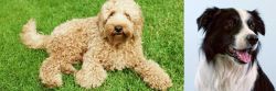 Labradoodle vs Border Collie - Breed Comparison