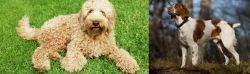 Labradoodle vs Brittany - Breed Comparison