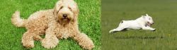 Labradoodle vs Bull Terrier - Breed Comparison
