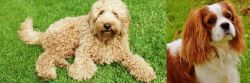 Labradoodle vs Cavalier King Charles Spaniel - Breed Comparison