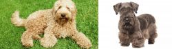 Labradoodle vs Cesky Terrier - Breed Comparison