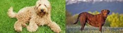 Labradoodle vs Chesapeake Bay Retriever - Breed Comparison