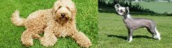 Labradoodle vs Chinese Crested Dog - Breed Comparison