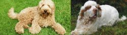Labradoodle vs Clumber Spaniel - Breed Comparison