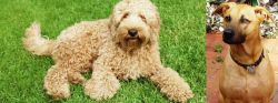 Labradoodle vs Combai - Breed Comparison