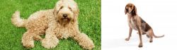 Labradoodle vs Coonhound - Breed Comparison