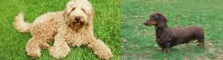 Labradoodle vs Dachshund - Breed Comparison