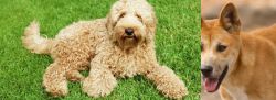 Labradoodle vs Dingo - Breed Comparison
