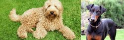 Labradoodle vs Doberman Pinscher - Breed Comparison