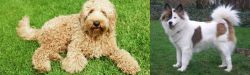 Labradoodle vs Elo - Breed Comparison