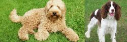 Labradoodle vs English Springer Spaniel - Breed Comparison