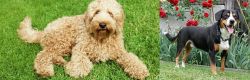 Labradoodle vs Entlebucher Mountain Dog - Breed Comparison