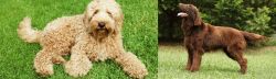 Labradoodle vs Flat-Coated Retriever - Breed Comparison