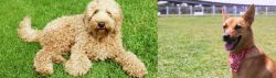 Labradoodle vs Formosan Mountain Dog - Breed Comparison