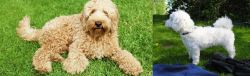 Labradoodle vs Franzuskaya Bolonka - Breed Comparison