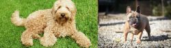 Labradoodle vs French Bulldog - Breed Comparison