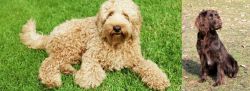 Labradoodle vs German Spaniel - Breed Comparison