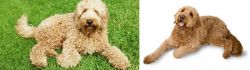 Labradoodle vs Golden Doodle - Breed Comparison