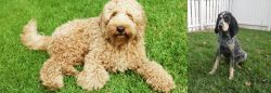 Labradoodle vs Grand Bleu de Gascogne - Breed Comparison