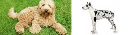Labradoodle vs Great Dane - Breed Comparison