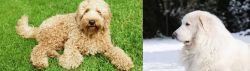 Labradoodle vs Great Pyrenees - Breed Comparison