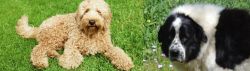 Labradoodle vs Greek Sheepdog - Breed Comparison