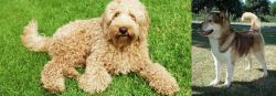 Labradoodle vs Greenland Dog - Breed Comparison