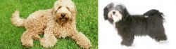 Labradoodle vs Havanese - Breed Comparison