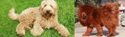 Labradoodle vs Himalayan Mastiff - Breed Comparison