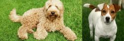 Labradoodle vs Irish Jack Russell - Breed Comparison
