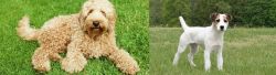 Labradoodle vs Jack Russell Terrier - Breed Comparison