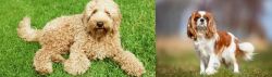 Labradoodle vs King Charles Spaniel - Breed Comparison