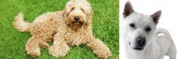 Labradoodle vs Kishu - Breed Comparison