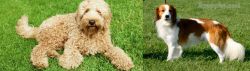 Labradoodle vs Kooikerhondje - Breed Comparison