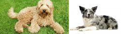 Labradoodle vs Koolie - Breed Comparison