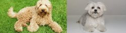Labradoodle vs Kyi-Leo - Breed Comparison
