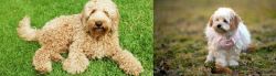 Labradoodle vs West Highland White Terrier - Breed Comparison