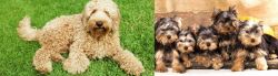 Labradoodle vs Yorkshire Terrier - Breed Comparison