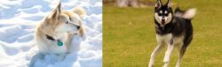 Labrador Husky vs Alaskan Klee Kai - Breed Comparison