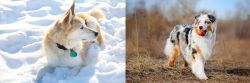 Labrador Husky vs Australian Shepherd - Breed Comparison